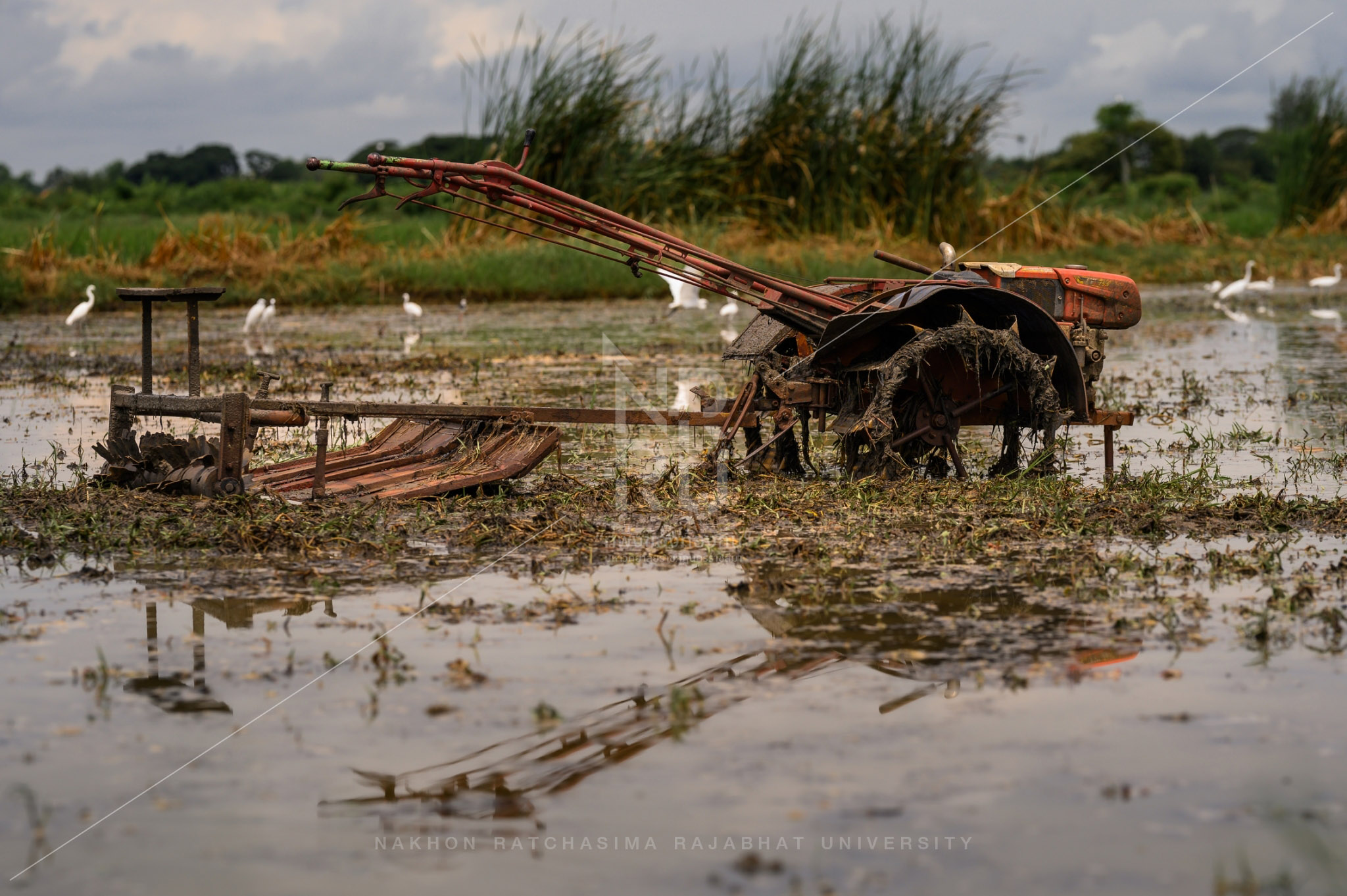 Rice Field in Talat Sub-District (4)